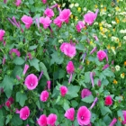 Sun Flowers
