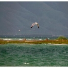 sevan